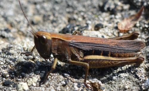 Réf. 352 832 : Chorthippus dorsatus dorsatus